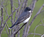 Eastern Kingbird 089